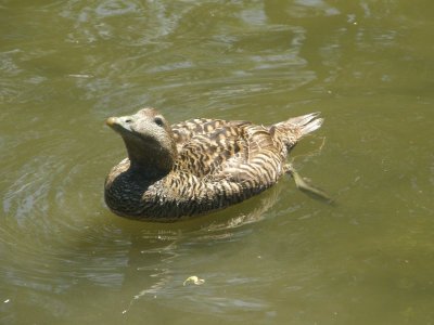 mallard.JPG