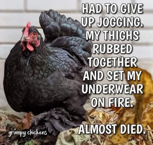 animal.jpg
