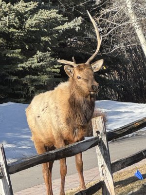 Brokenhorn4pt.jpg