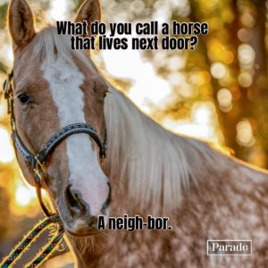 horse-pun.jpg
