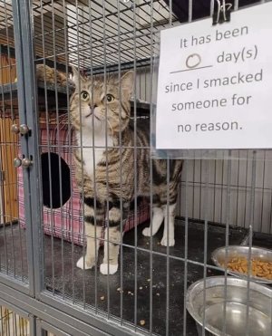 catsmackfunny.jpg