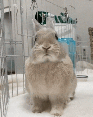 1000011069.gif