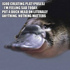 god_created_animals_09.jpg