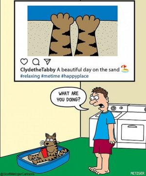 Scott-Metzger-The-Cartoonist-Who-Turned-Cats-into-Comedy-Gold-67c9636eee695__700.jpg