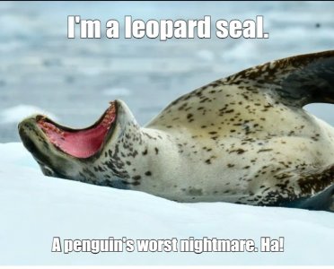 leopard seal.jpg