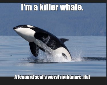 killer whale.jpg