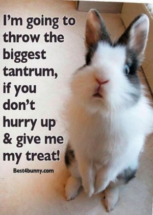 rabbit13.jpg