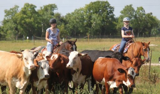 cattle.jpg