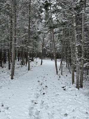 IMG_8248.jpeg