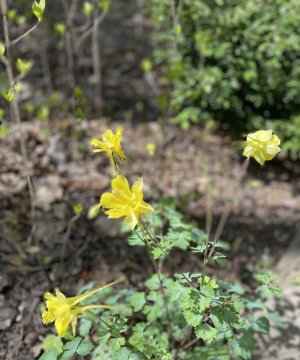 IMG_2016.jpeg