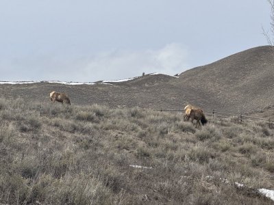 2cowsgrazing.jpg
