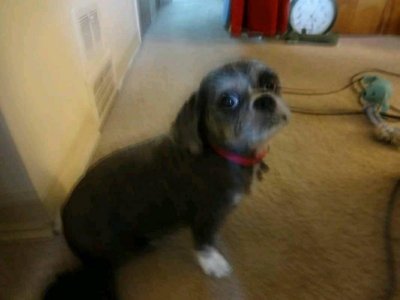 suzyaftergrooming1.jpg