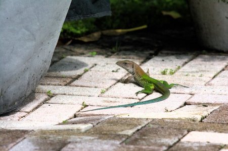 ameiva.jpg