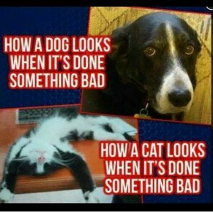 dog4.jpg