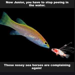 fish.jpg