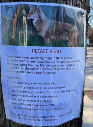 Coyote.jpg