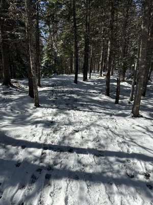 IMG_8287.jpeg