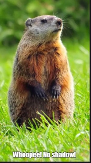 woodchuck.jpg