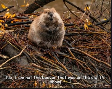 beaver.jpg