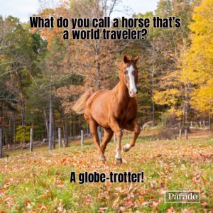 horse-jokes.jpg