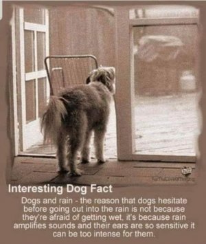 FB_IMG_1744121999611.jpg