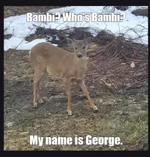 deer.jpg