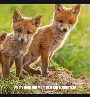 fox.jpg