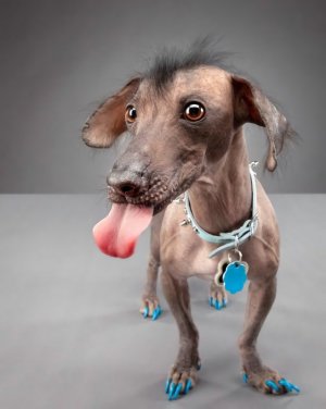 The-style-of-this-funny-dog-​​is-actually-unique-and-really-fun-I-1596914075.jpg