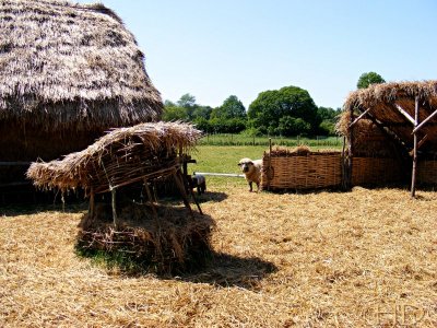 sheep hut hay .JPG
