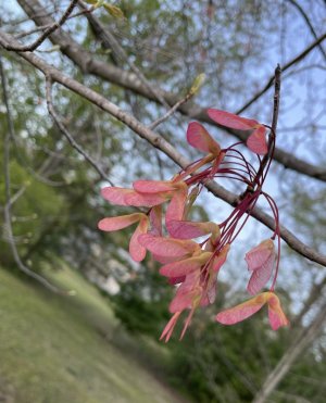 IMG_2032.jpeg