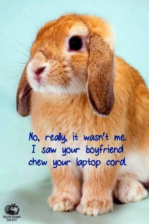 rabbit2.jpg