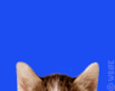 cat.gif
