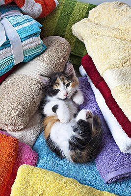calico-kitten-on-towels-garry-gay.jpg