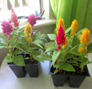 Celosia.jpg