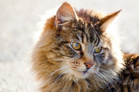 cat-1361104159nZ4.jpg