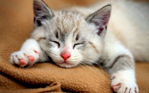 cute-cats-9.jpg