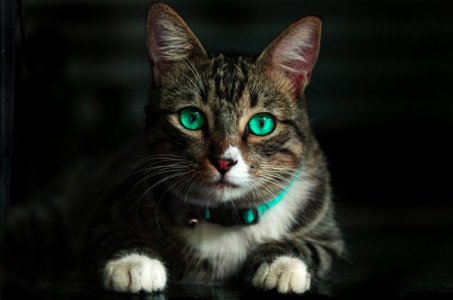 animal-cute-eyes-617278.jpg