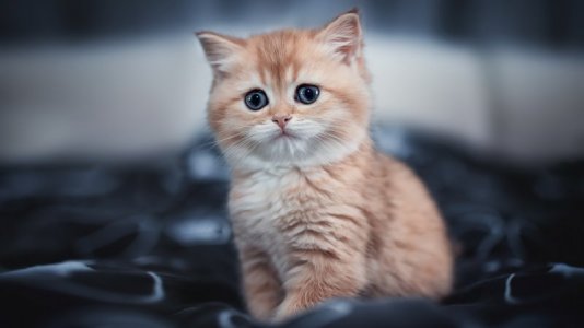 cute-kitten-4k-im.jpg