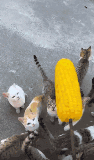 tumblr_2feda50b8c3d634a47957bd4876ea6a8_5190ff3a_400.gif.gif