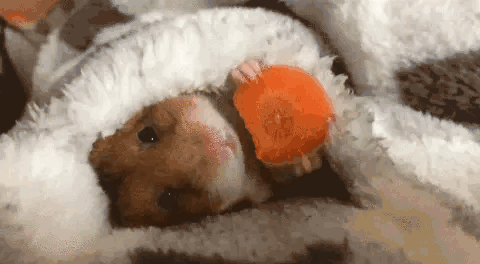 tumblr_9ef288c668329e6ce7fe9c236fbcd80c_b6cbddf0_500.gif.gif