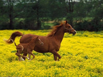 foal0.jpg