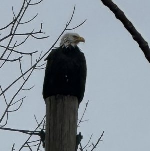 IMG_8342.jpeg