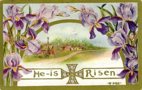 irises.jpg