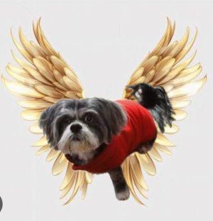 Suzyangel.jpg