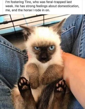 catjoke.jpg