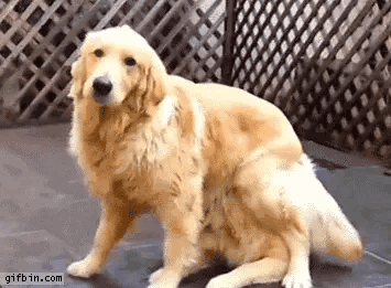 tumblr_9a12e2aca94218ed7a364fbd9bce0df3_78f3d92e_400.gif.gif