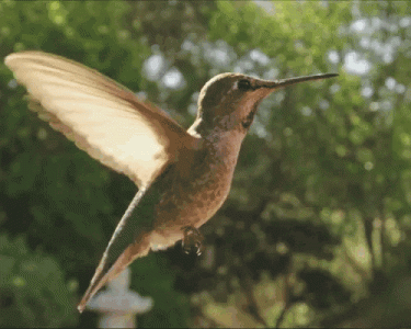 tumblr_fc98c974903d66ed5a5b8e4a5c513aaa_cde6c8dd_500.gif.gif