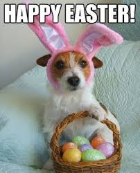 jack russell.jpg