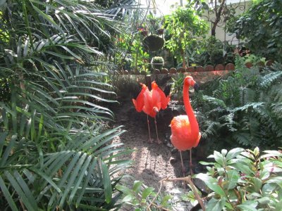Flamingoes.jpg