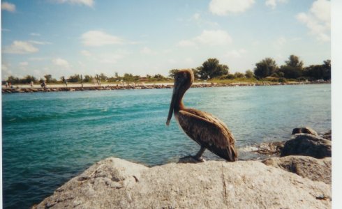010819 Venice Inlet Pelican.jpg